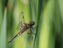 68.Vážka čtyřskvrnná-samec (Libellula quadrimaculata)