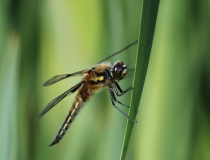 69.Vážka čtyřskvrnná-samec (Libellula quadrimaculata)