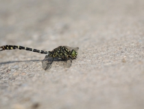 7.Klínatka vidlitá (Onychogomphus forcipatus)