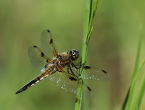 70.Vážka čtyřskvrnná-samec (Libellula quadrimaculata)