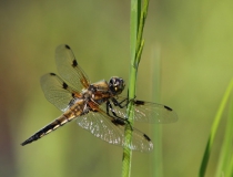 71.Vážka čtyřskvrnná-samec (Libellula quadrimaculata)