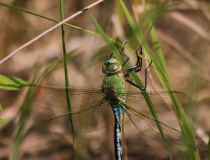 72.Šídlo královské (Anax imperator)