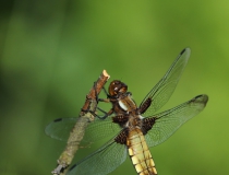 73.Vážka ploská-samice (Libellula depressa)