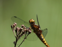 74.Vážka ploská-samice (Libellula depressa)