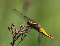 75.Vážka ploská-samice (Libellula depressa)