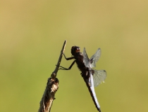 76.Vážka ploská-samec (Libellula depressa)