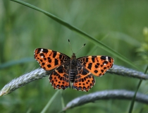 77.Babočka síťkovaná (Araschnia levana L.)