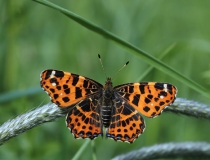 78.Babočka síťkovaná (Araschnia levana L.)