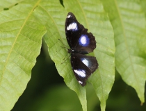 79.Babočka (Hypolimnas bolina)