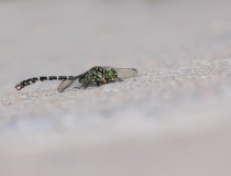 8.Klínatka vidlitá (Onychogomphus forcipatus)