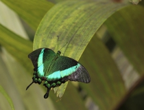80.Otakárek (Papilio palinurus)