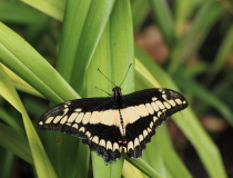 81.Otakárek (Papilio cresphontes)