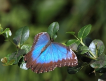 82.Babočka-Blue morpho (Morpho peleides)