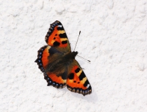 84.Babočka kopřivová (Aglais urticae)