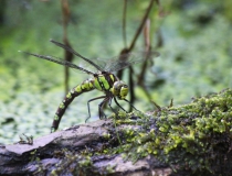 85.Šídlo modré-samice (Aeshna cyanea)