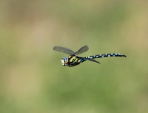 86.Šídlo modré-samec (Aeshna cyanea)