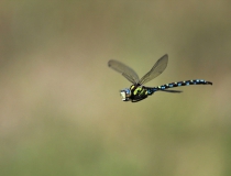 87.Šídlo modré-samec (Aeshna cyanea)