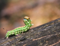 89.Housenka lišaje borového (Hyloicus pinastri)