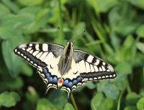 9.Otakárek fenyklový (Papilio machaon)