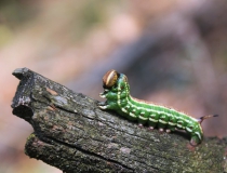 90.Housenka lišaje borového (Hyloicus pinastri)