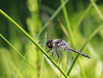 92.Vážka tmavá-samec (Sympetrum danae)