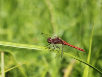 93.Vážka obecná - samec (Sympetrum vulgatum)