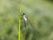 94.Šídlatka páskovaná-samec (Lestes sponsa)