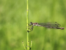 95.Šídlatka tmavá-samice (Lestes dryas)