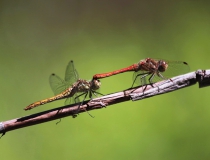 96.Páření vážky obecné (Sympetrum vulgatum)