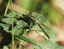 98.Klínatka obecná (Gomphus vulgatissimus)