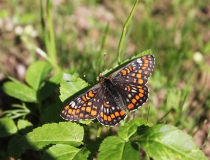 99.Hnědásek osikový (Euphydryas maturna)