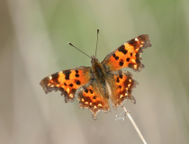 Babočka bílé C (Polygonia c-album)