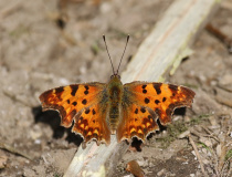 Babočka bílé C (Polygonia c-album)