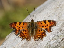Babočka bílé C (Polygonia c-album)