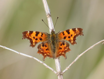 Babočka bílé C (Polygonia c-album)