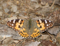 Babocka bodláková (Vanessa cardui)