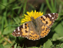 Babocka bodláková (Vanessa cardui)