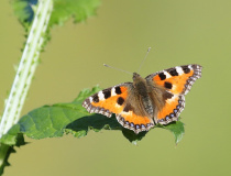 Babočka kopřivová (Aglais urticae)