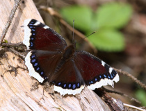 Babočka osiková (Nymphalis antiopa L.)