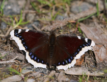 Babočka osiková (Nymphalis antiopa L.)