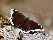 Babočka osiková (Nymphalis antiopa L.)