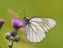 Bělásek ovocný (Aporia crataegi L.)