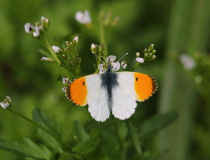 Bělásek řeřichový (Anthocharis cardamines) - samec