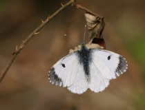 Bělásek řeřichový (Anthocharis cardamines) – samice