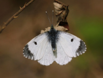 Bělásek řeřichový (Anthocharis cardamines) – samice