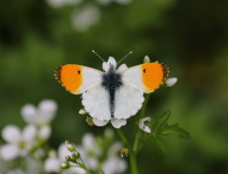 Bělásek řeřichový (Anthocharis cardamines) - samec