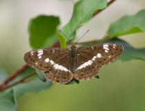 Bělopásek dvouřadý ( Limenitis camilla)