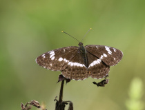 Bělopásek dvouřadý ( Limenitis camilla)