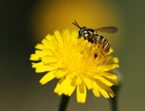 Pestřenka (Chrysotoxum sp.)