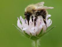 Čmelák lesní (Bombus sylvarum L.)
